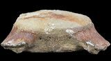 Fossil Whale Vertebrae - South Carolina #50860-1